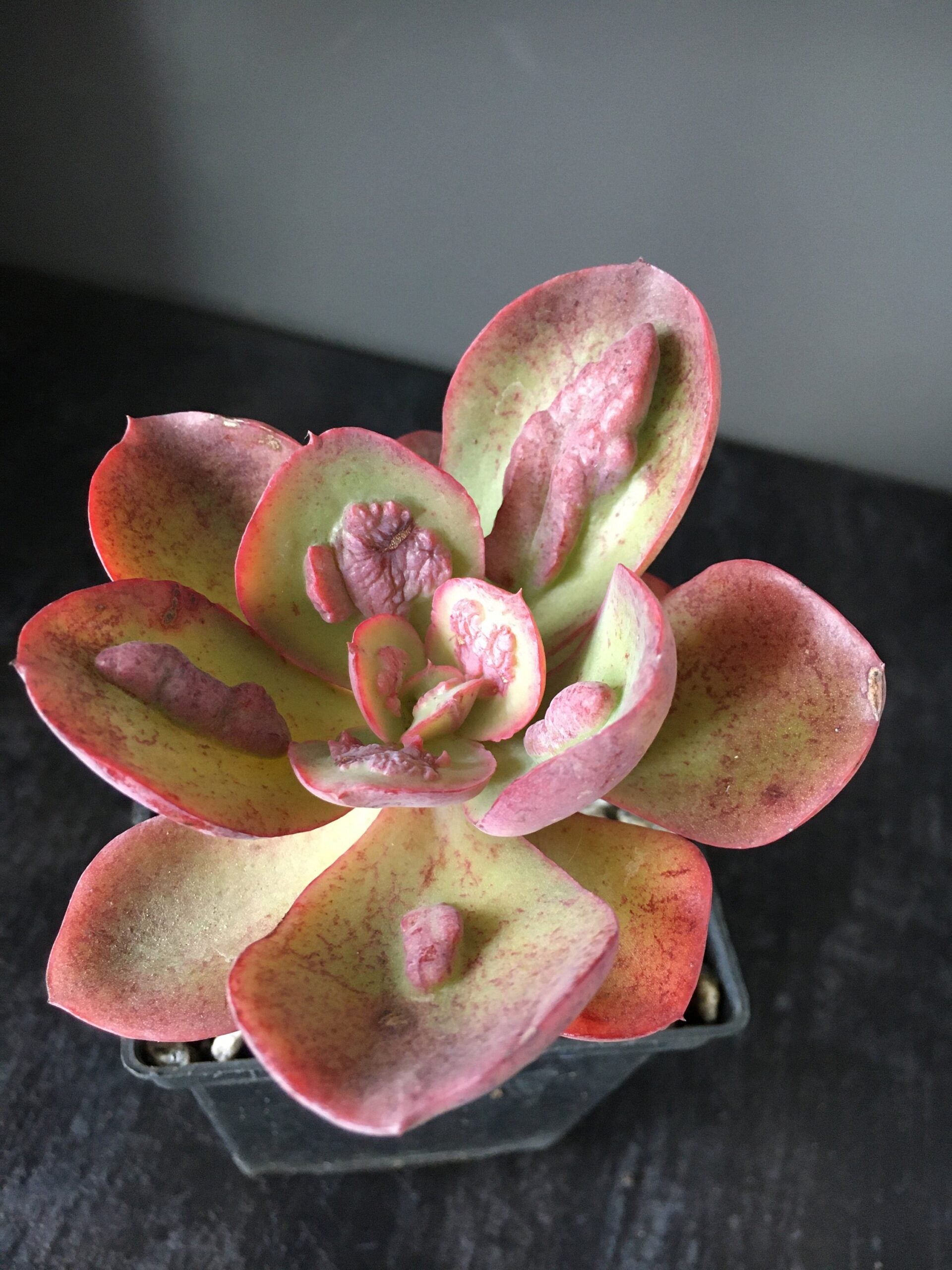 Hens and Chicks Bunyan (Echeveria Paul)
