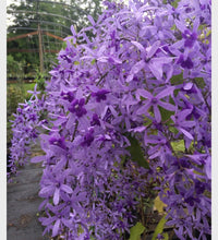 Queen’s Wreath Purple Queen (Petrea)