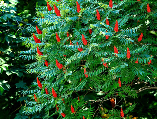 Staghorn Sumac (Rhus typhina)