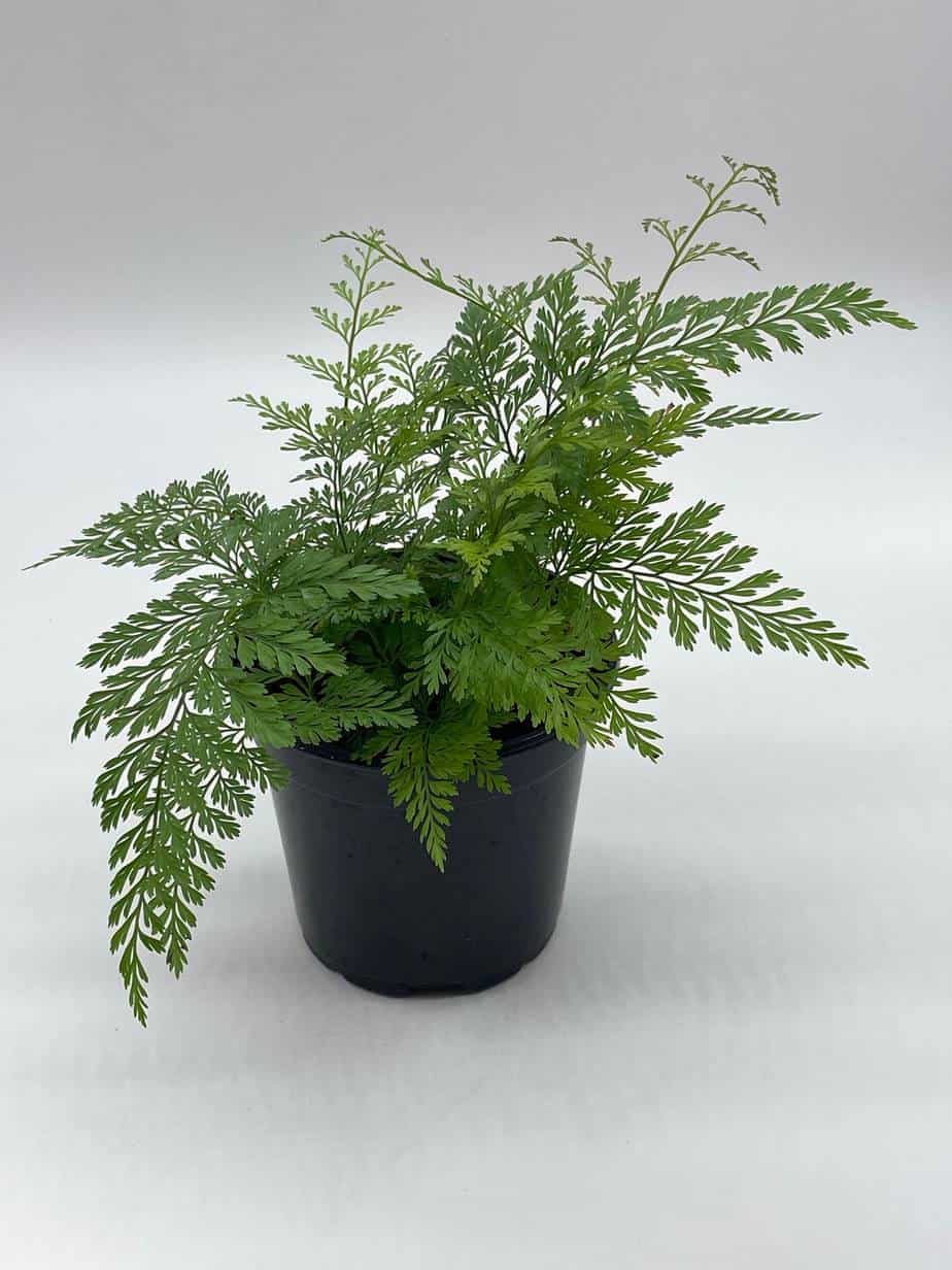 Hares Foot Fern (Davallia canariensis) - Ladybird Nursery