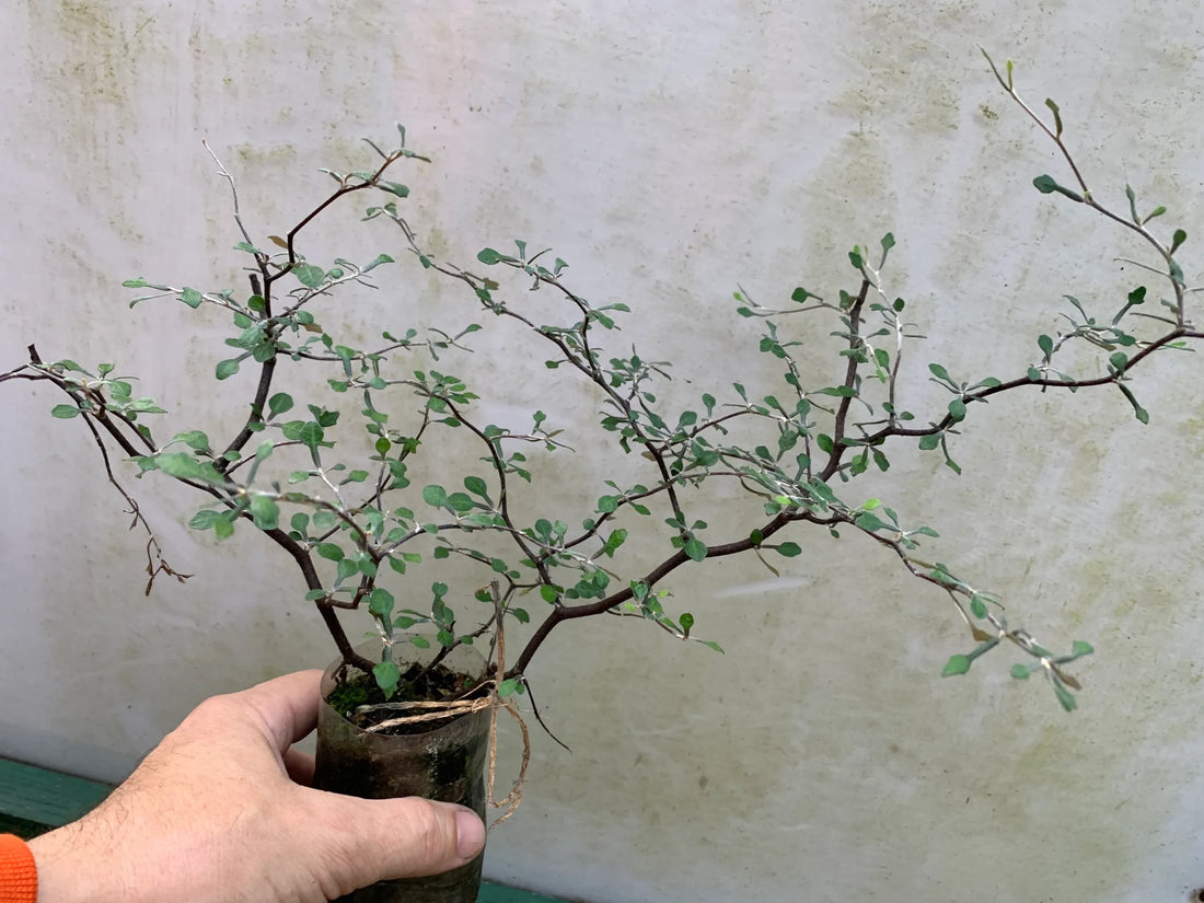 Wire Netting Bush (Corokia cotoneaster) - Ladybird Nursery