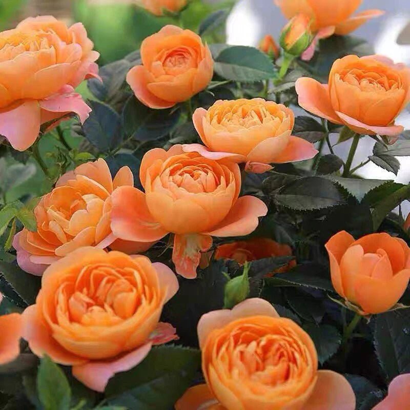 Rose Terrazza Assorted (Rosa) - Ladybird Nursery