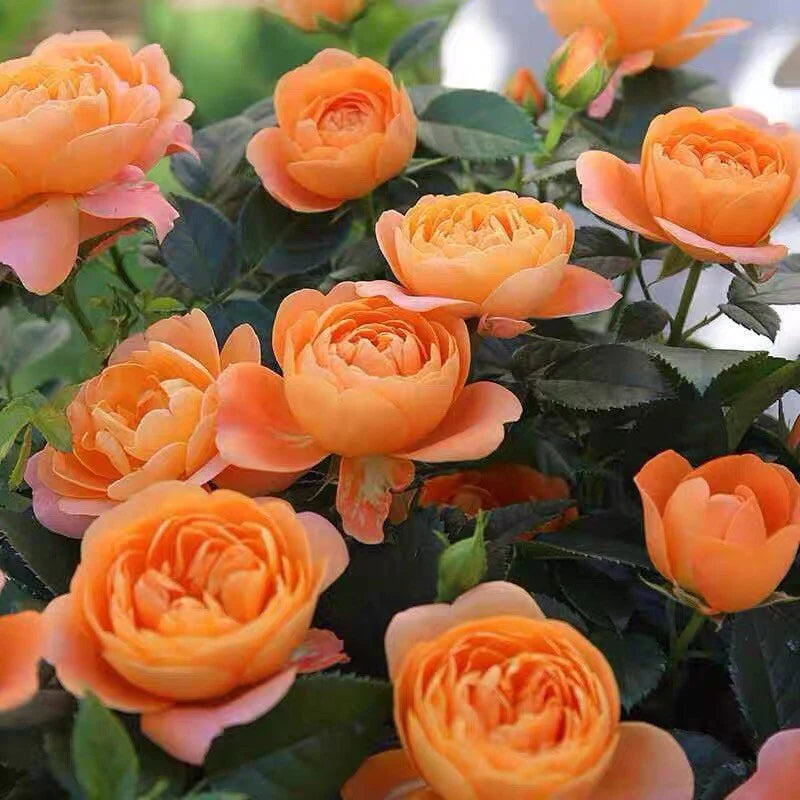 Rose Terrazza Assorted (Rosa)