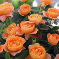 Rose Terrazza Assorted (Rosa)
