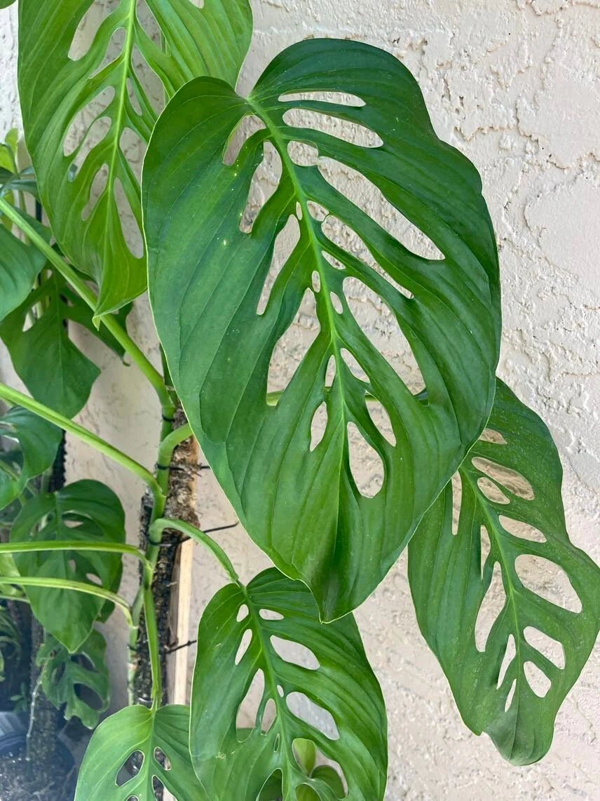 Swiss Cheese Plant (Monstera lechleriana) - Ladybird Nursery