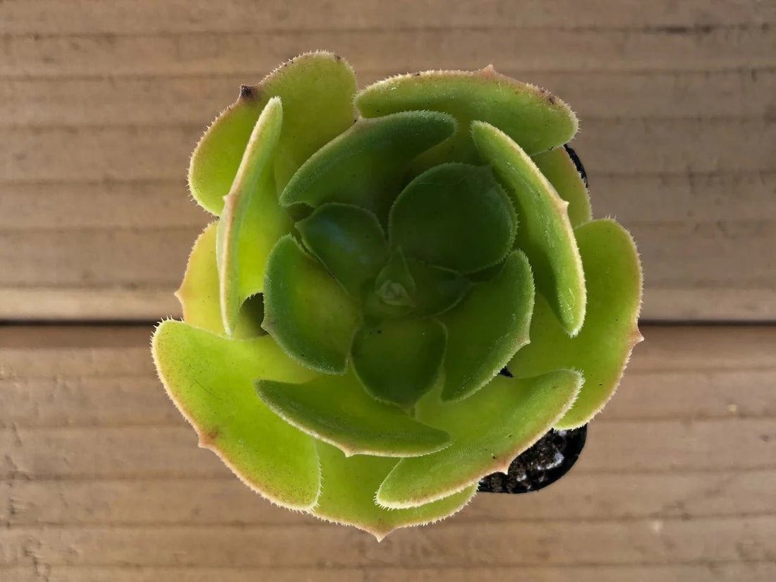 Tree Aeonium (Aeonium Assorted) - Ladybird Nursery