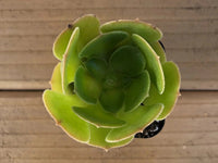 Tree Aeonium (Aeonium Assorted) - Ladybird Nursery
