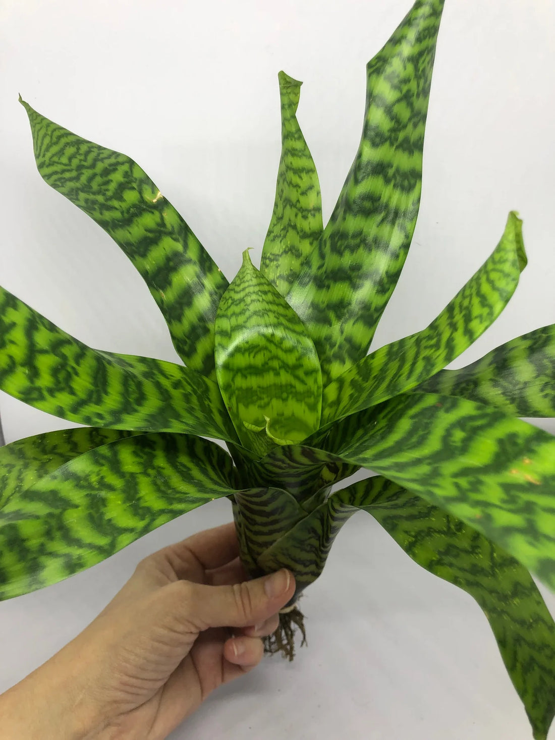 King Vriesea (Vriesea hieroglyphica) - Ladybird Nursery