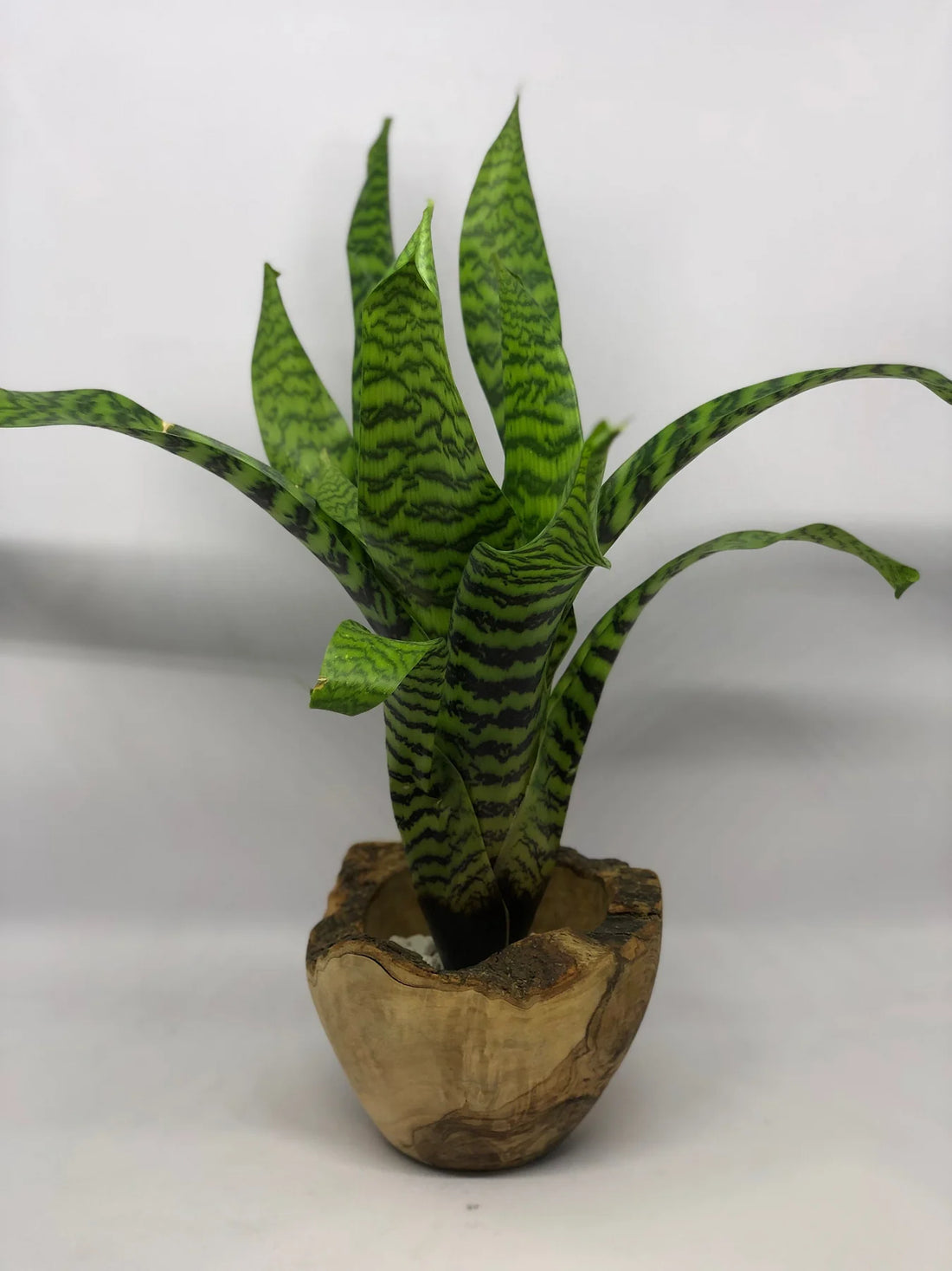 King Vriesea (Vriesea hieroglyphica) - Ladybird Nursery