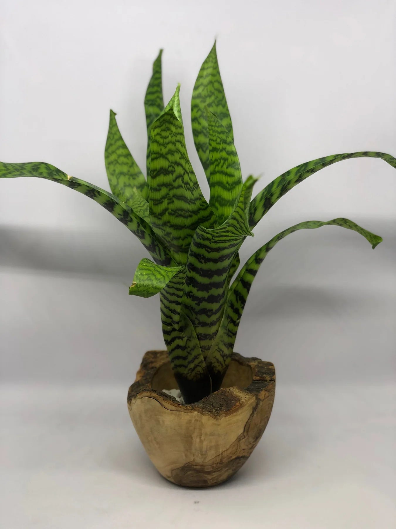 King Vriesea (Vriesea hieroglyphica)