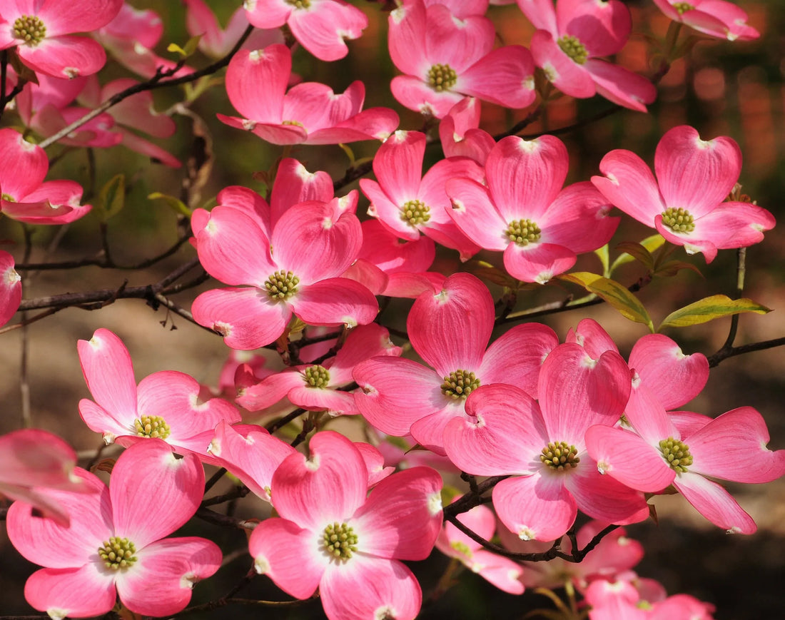 Pink Flowering Dogwood var. rubra (Cornus florida) - Ladybird Nursery