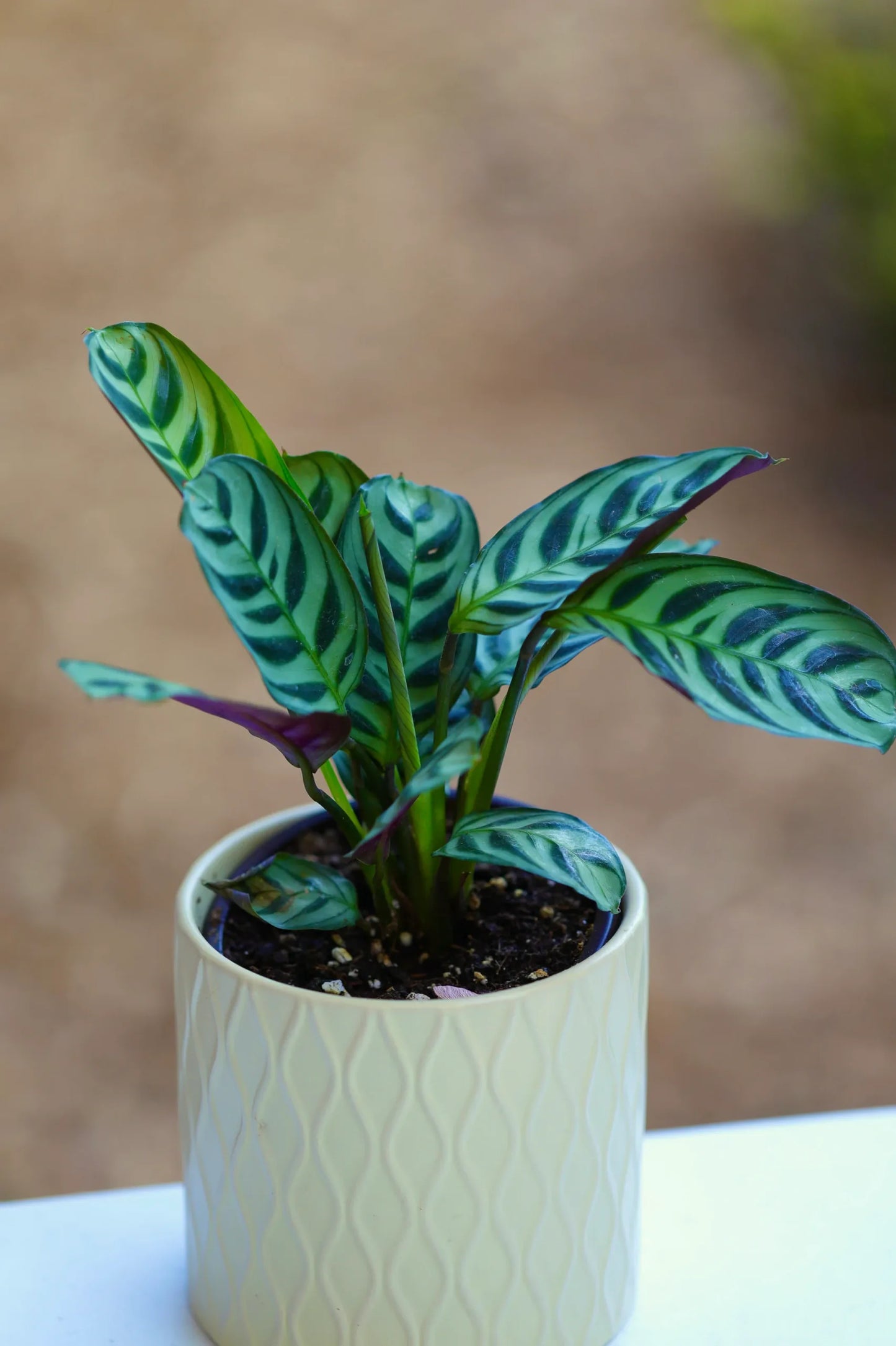 Prayer Plant Burle Marx (Maranta amabilis)