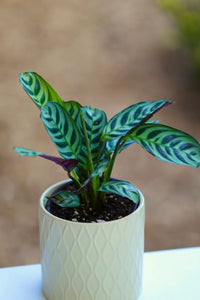 Prayer Plant Burle Marx (Maranta amabilis)