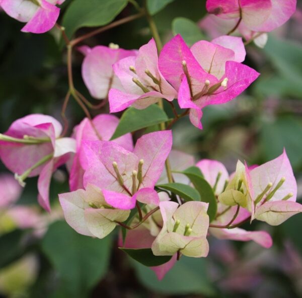 Bougainvillea Mary Palmer (Bougainvillea glabra)