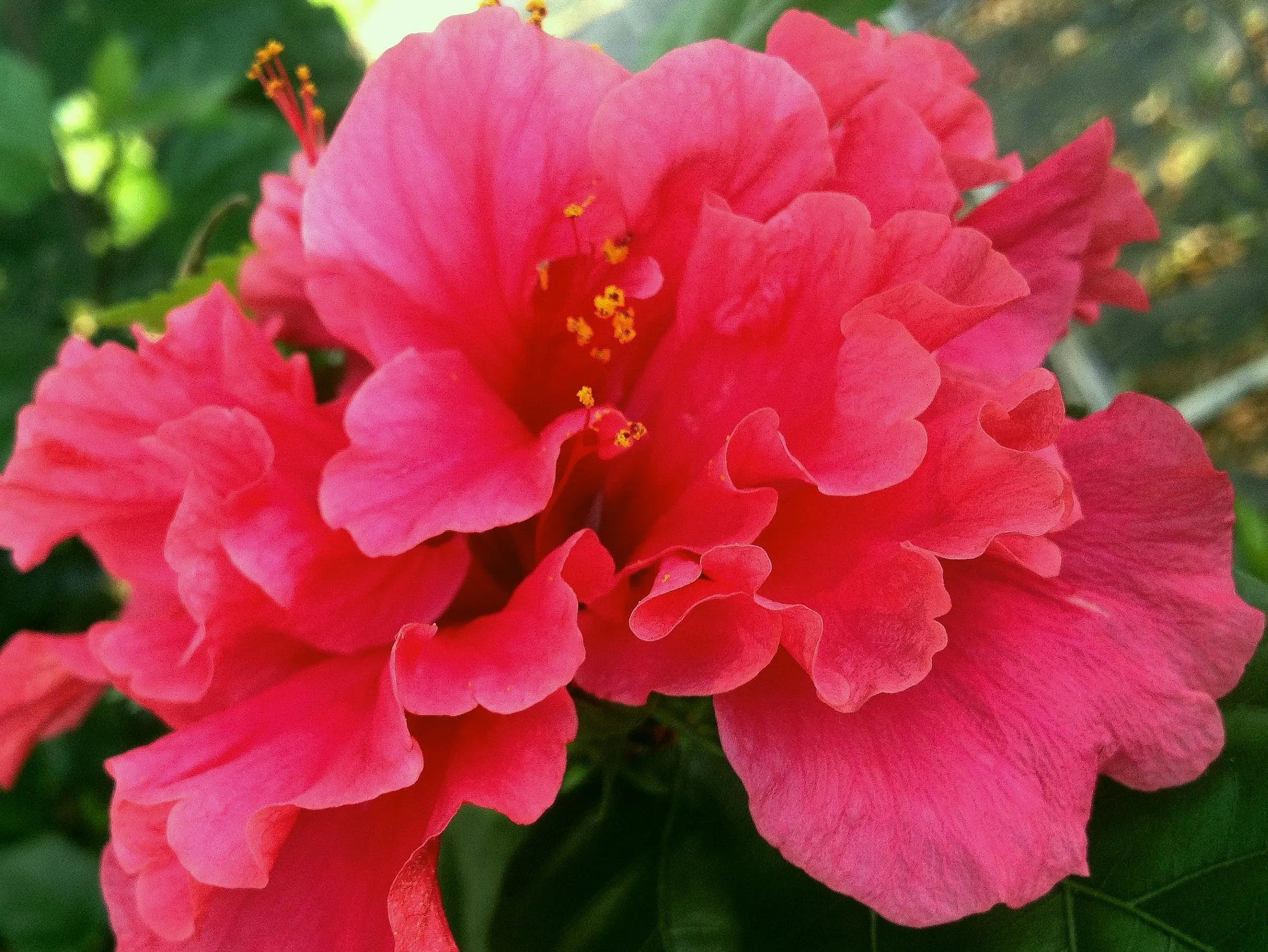 Hibiscus Powder Puff (Hibiscus rosa - sinensis) - Ladybird Nursery