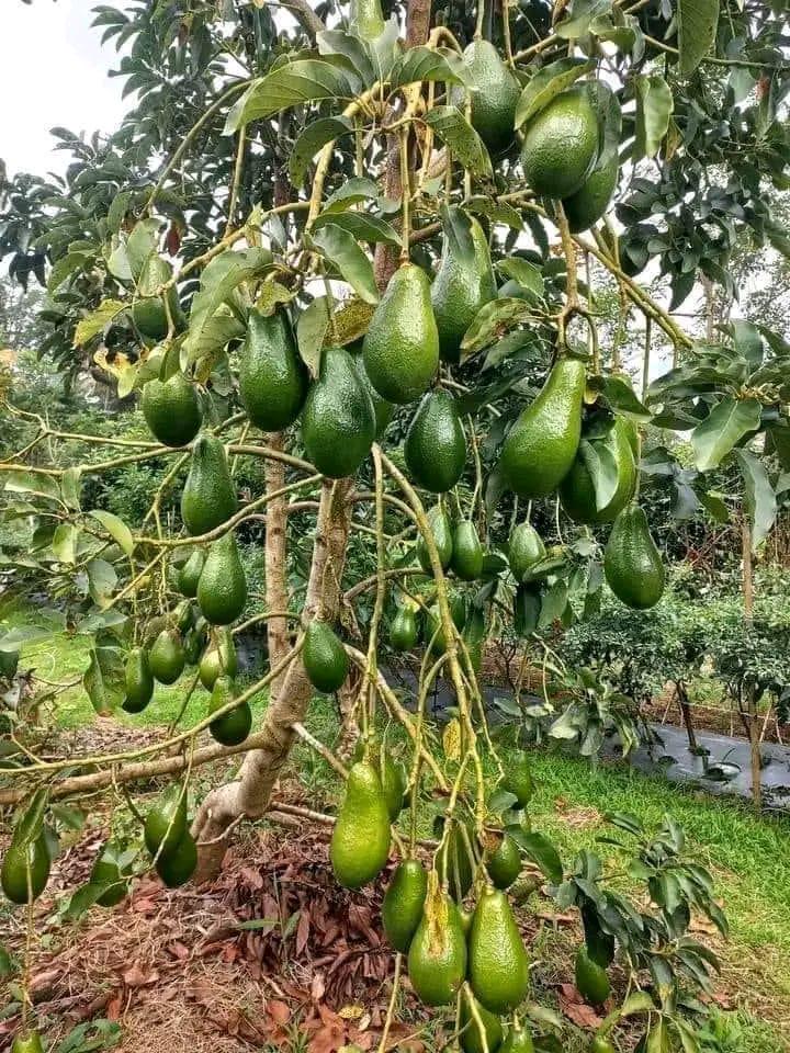 Avozilla Giant Avocado