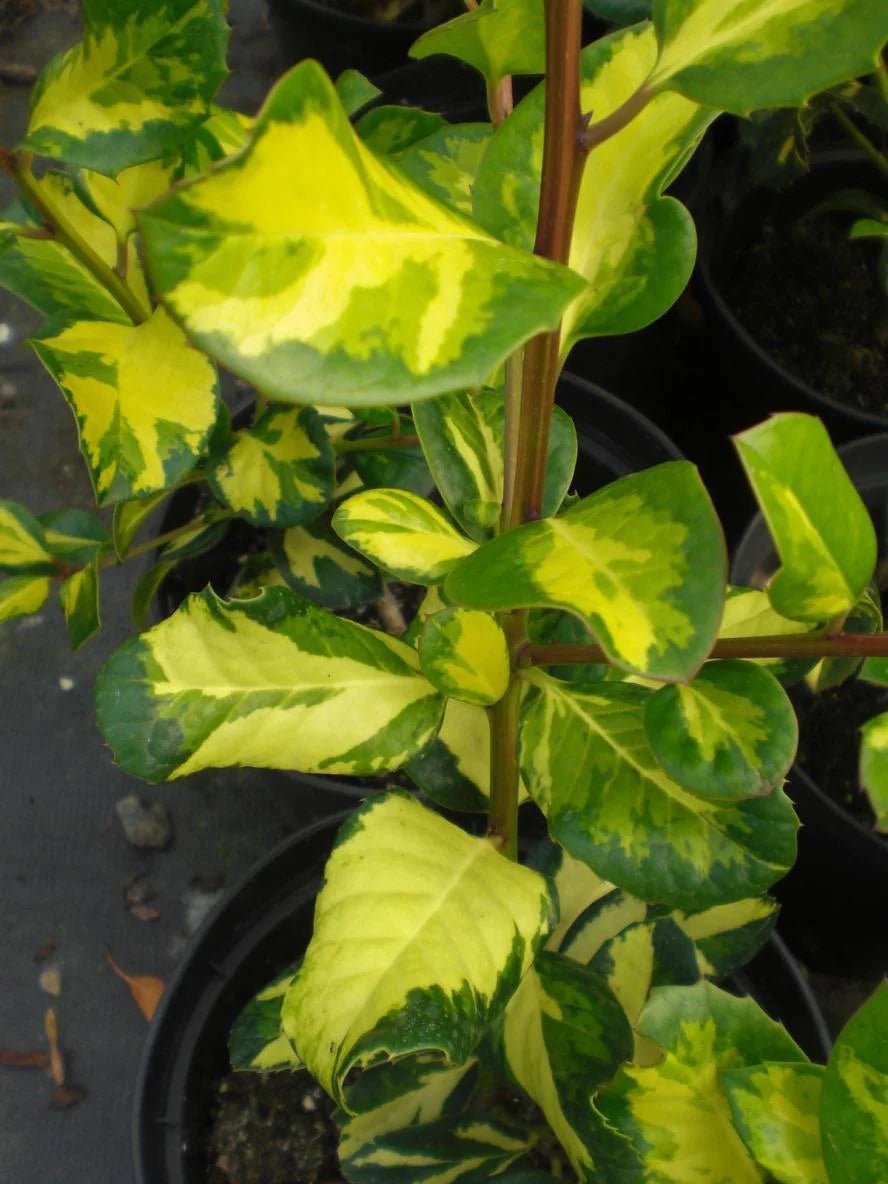Holly altaclerensis Lawsoniana (Ilex x) - Ladybird Nursery