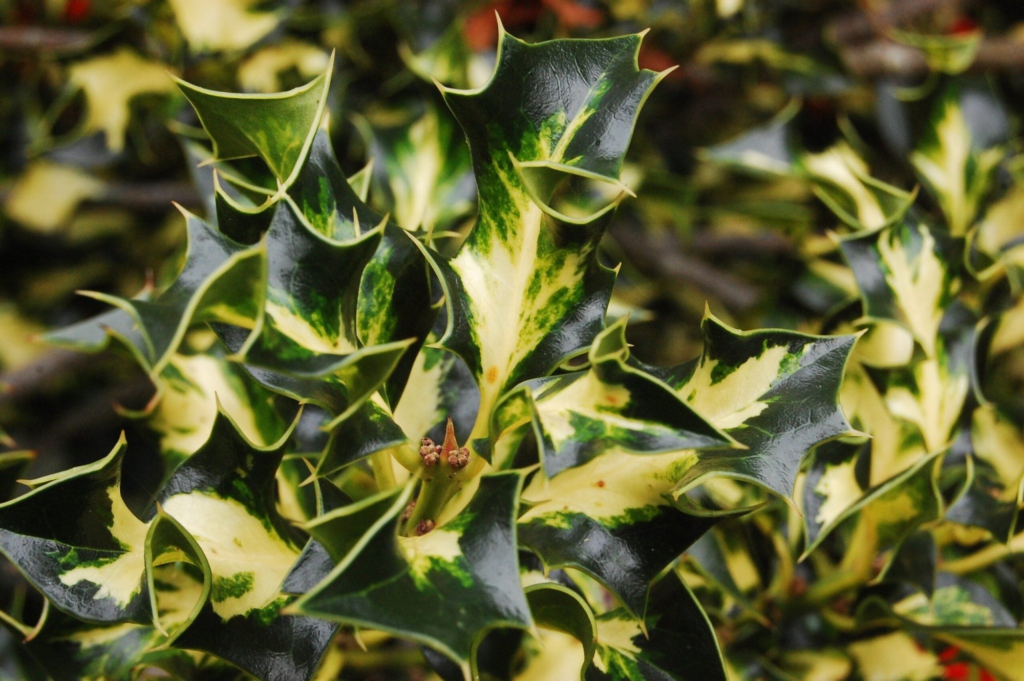 Holly Silver Milkmaid (Ilex aquifolium) - Ladybird Nursery