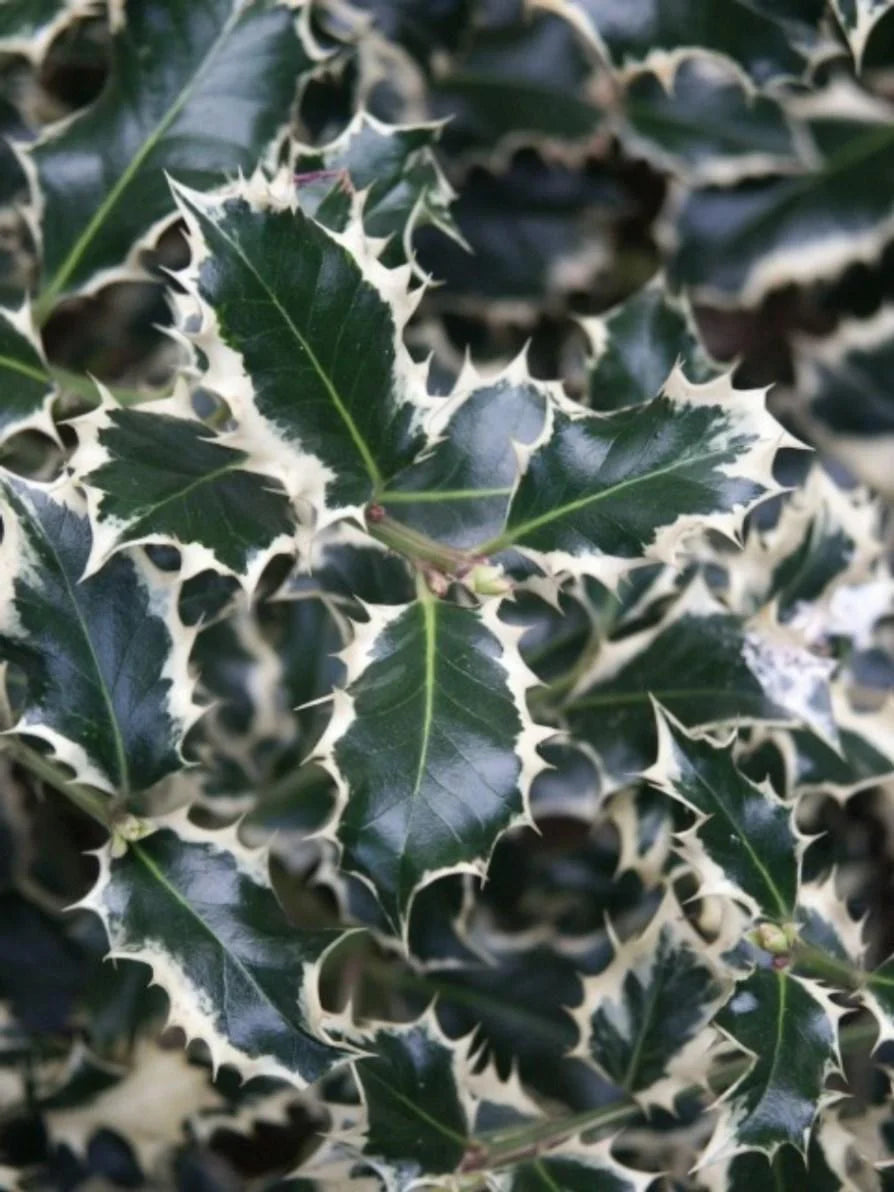 Holly Silver Queen (Ilex aquifolium)
