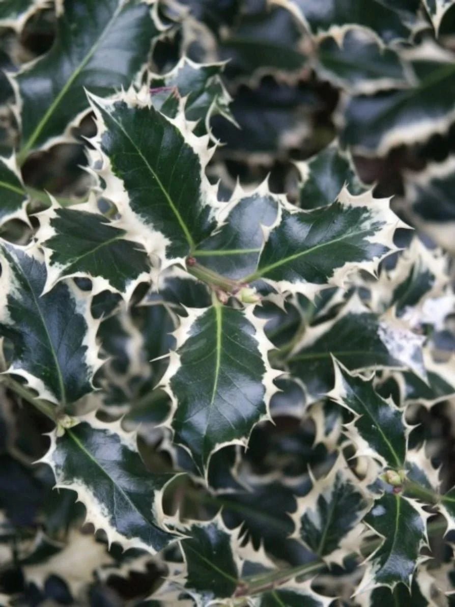 Holly Silver Queen (Ilex aquifolium) - Ladybird Nursery