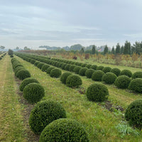 Japanese Holly (Ilex crenata) - Ladybird Nursery