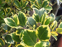 Holly altaclerensis Golden King (Ilex x) - Ladybird Nursery