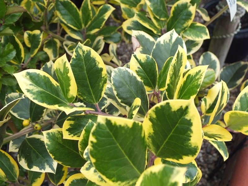 Holly altaclerensis Golden King (Ilex x) - Ladybird Nursery