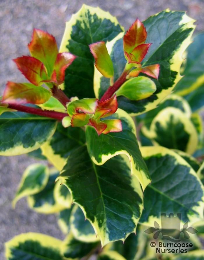 Holly altaclerensis Golden King (Ilex x) - Ladybird Nursery