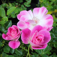 Rose ‘Brilliant Pink Iceberg Floribunda’ 2ft Standard - Ladybird Nursery