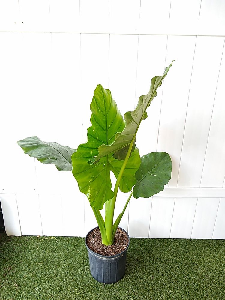 Calidora Elephant Ear (Alocasia calidora)