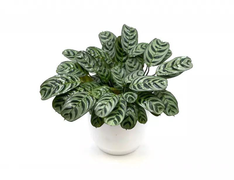 Prayer Plant Burle Marx (Maranta amabilis) - Ladybird Nursery