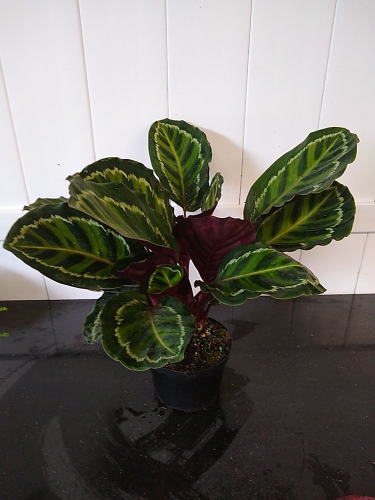 Prayer Plant Illustris (Calathea roseopicta) - Ladybird Nursery