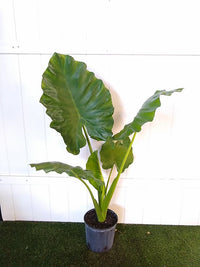 Calidora Elephant Ear (Alocasia calidora)