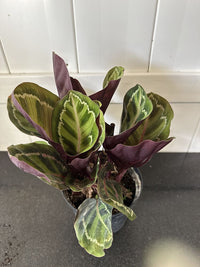 Prayer Plant Illustris (Calathea roseopicta) - Ladybird Nursery
