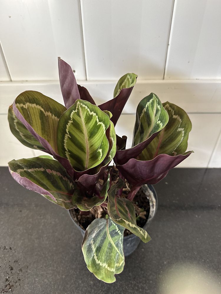 Prayer Plant Illustris (Calathea roseopicta) - Ladybird Nursery