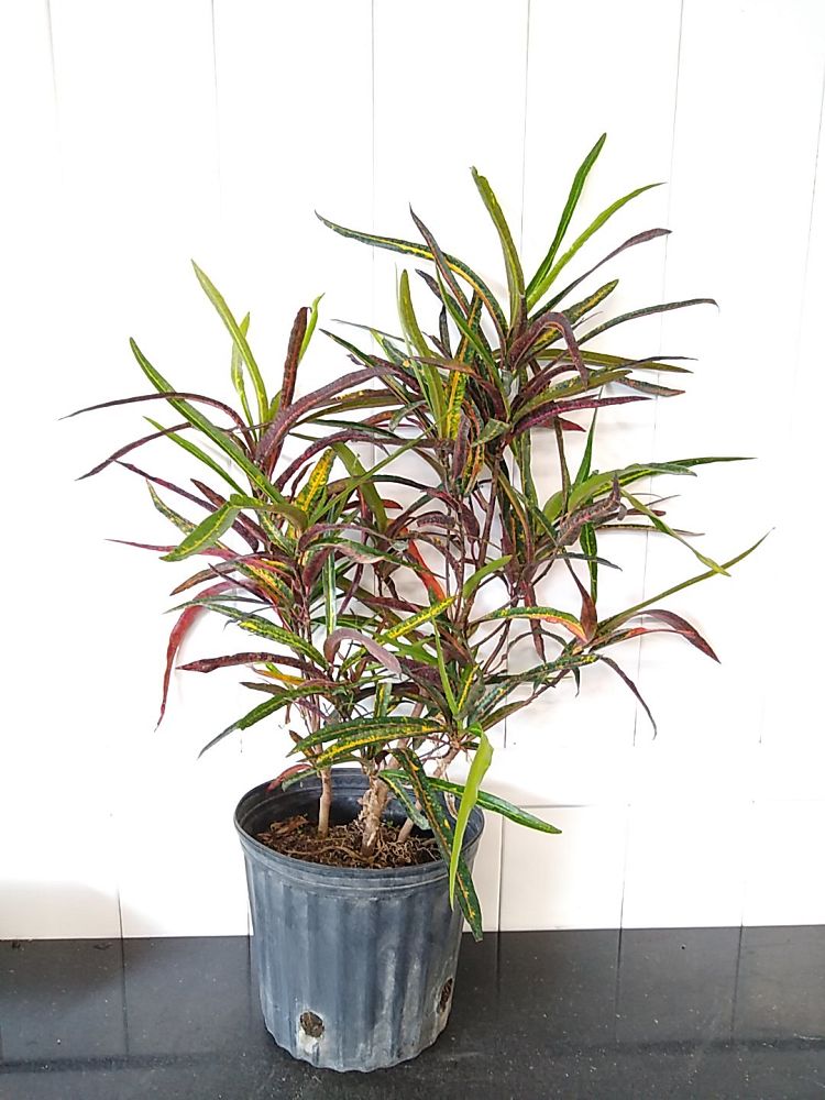 Croton Zanzibar (Codiaeum variegatum)