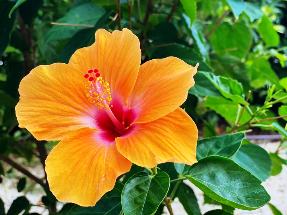 Hibiscus Aloha