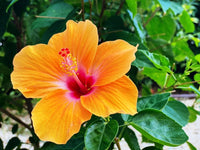 Hibiscus Aloha - Ladybird Nursery