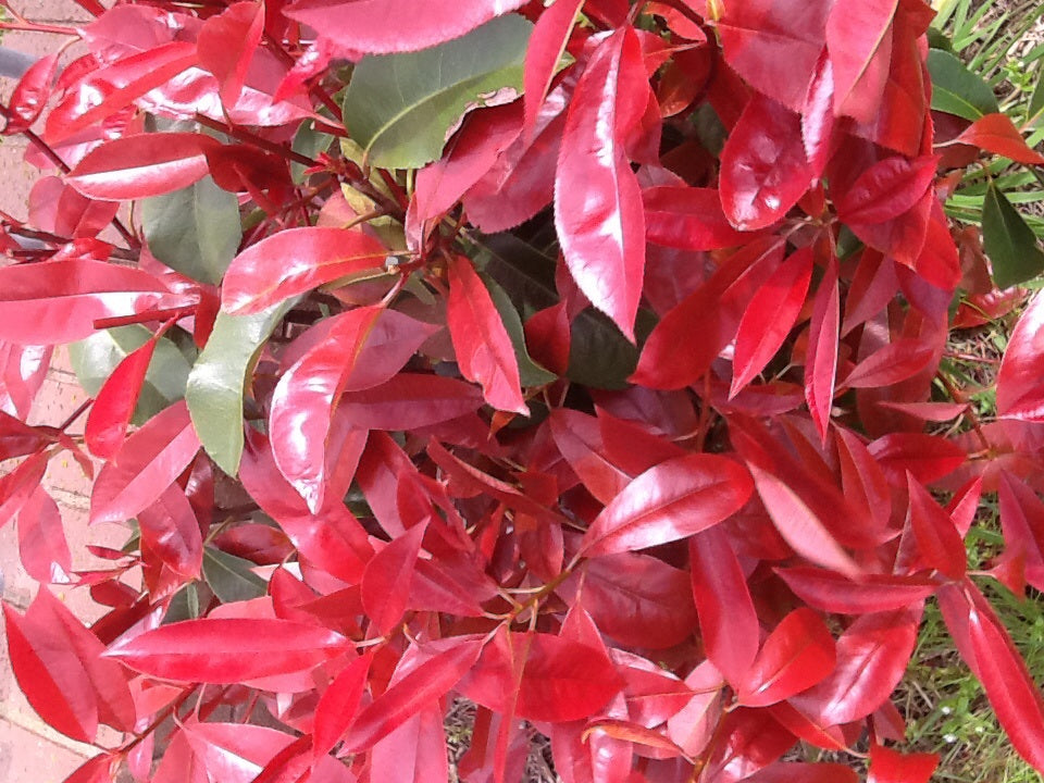 Photinia rubens (Photinia glabra)