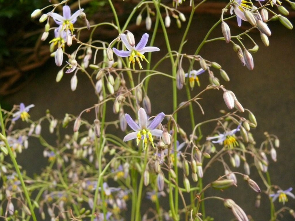 Flax Lily BREEZE ® (Dianella caerulea) - Ladybird Nursery