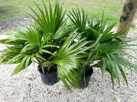 Chinese Fan Palm (Livistona chinensis) - Ladybird Nursery