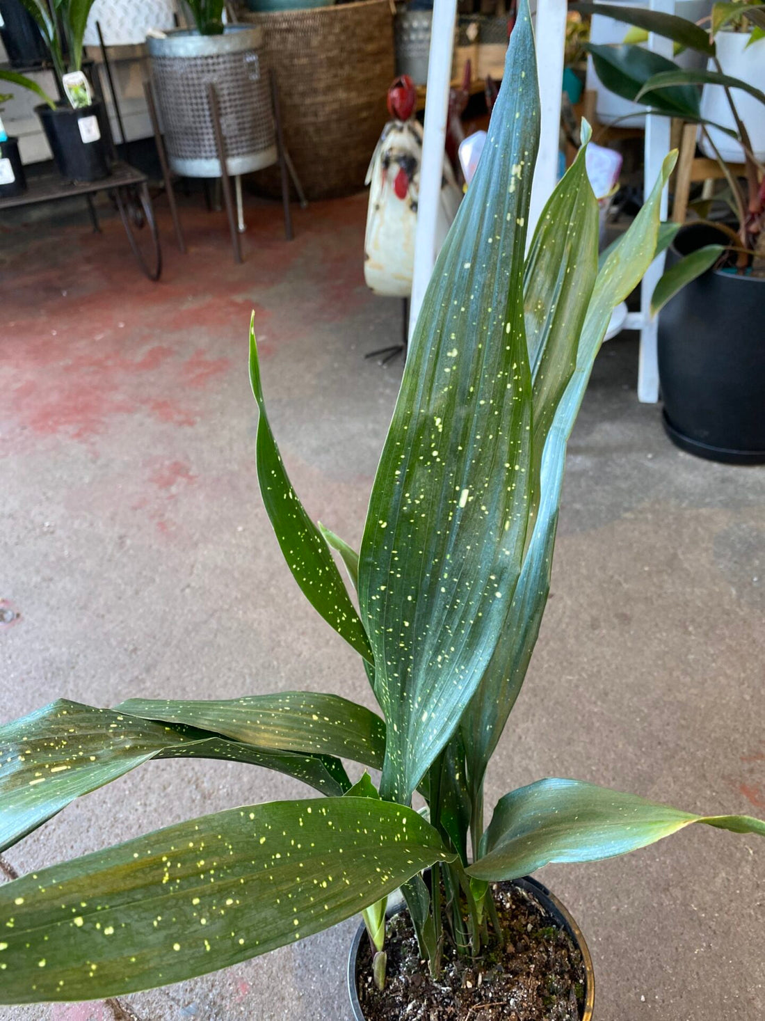 Cast Iron Plant 'Shooting Star' - Medium - Ladybird Nursery