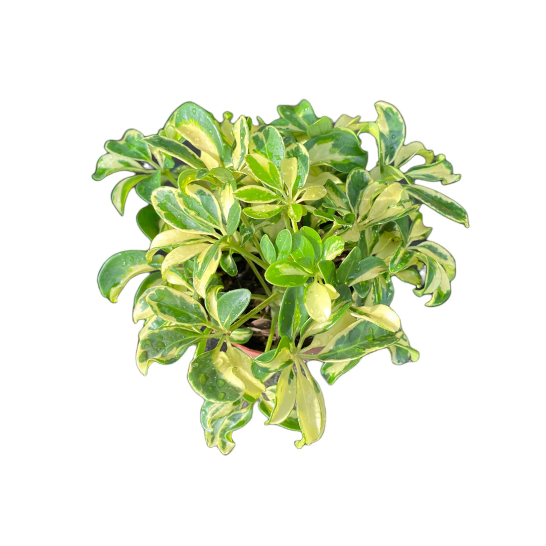 Variegated Umbrella Tree variegata (Schefflera spp.) - Ladybird Nursery
