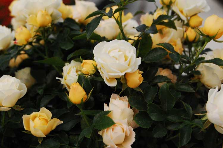 Rose DRIFT® Popcorn (Rosa) - Ladybird Nursery