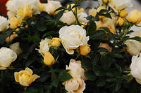 Rose DRIFT® Popcorn (Rosa)