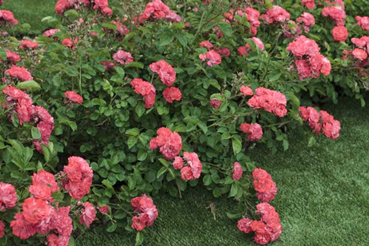 Rose DRIFT® Coral (Rosa) - Ladybird Nursery