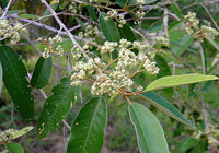 Red Ash (Alphitonia excelsa)