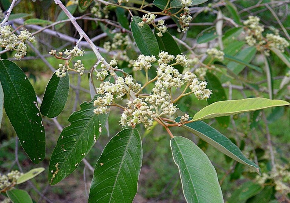 Red Ash (Alphitonia excelsa) - Ladybird Nursery