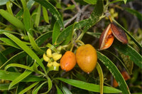 Weeping Pittosporum (Pittosporum angustifolium) - Ladybird Nursery