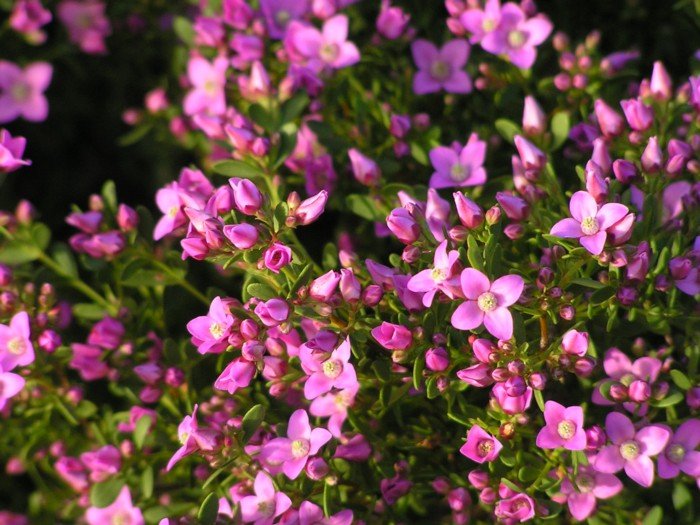Pink Passion Boronia (Boronia crenulata) - Ladybird Nursery